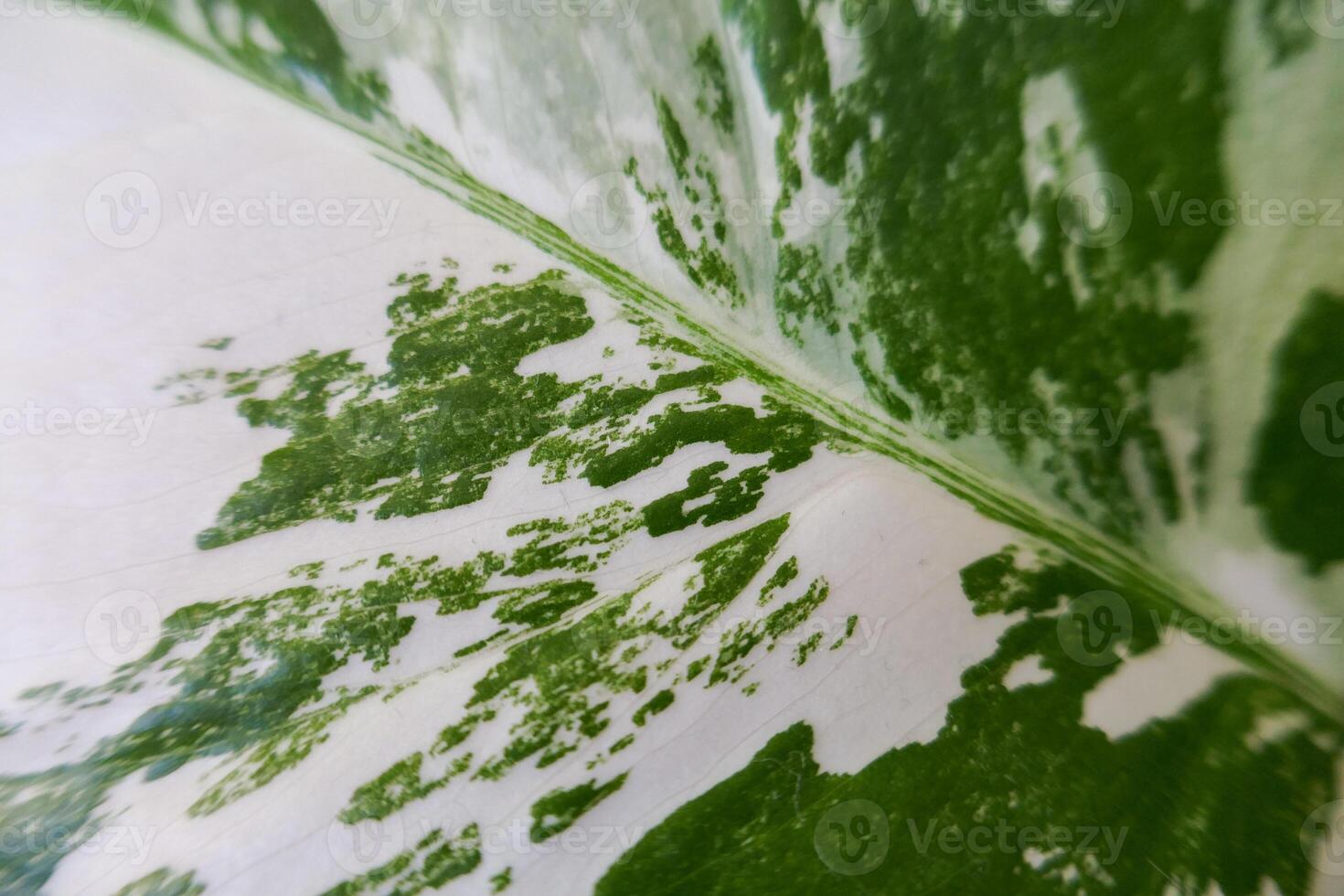 A close up of a green and white leaf photo
