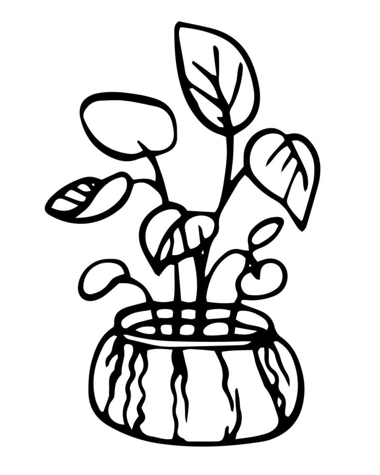 Houseplant in potted whimsical illustration on isolated background. Line art palm plant naive drawing for logotype or contemporary design. Monochrome contour drawing ficus monstera. vector