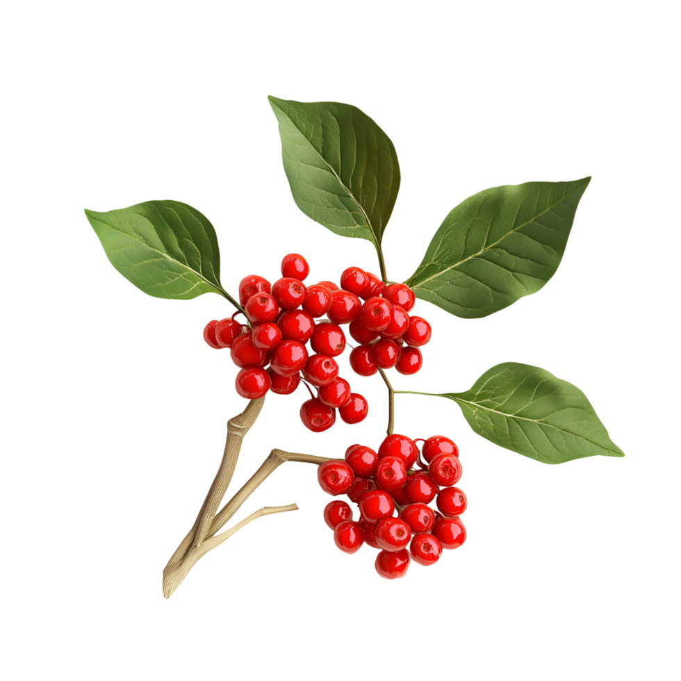 Organic Root Vegetable With Green Leaves And Red Berries On Transparent Background png