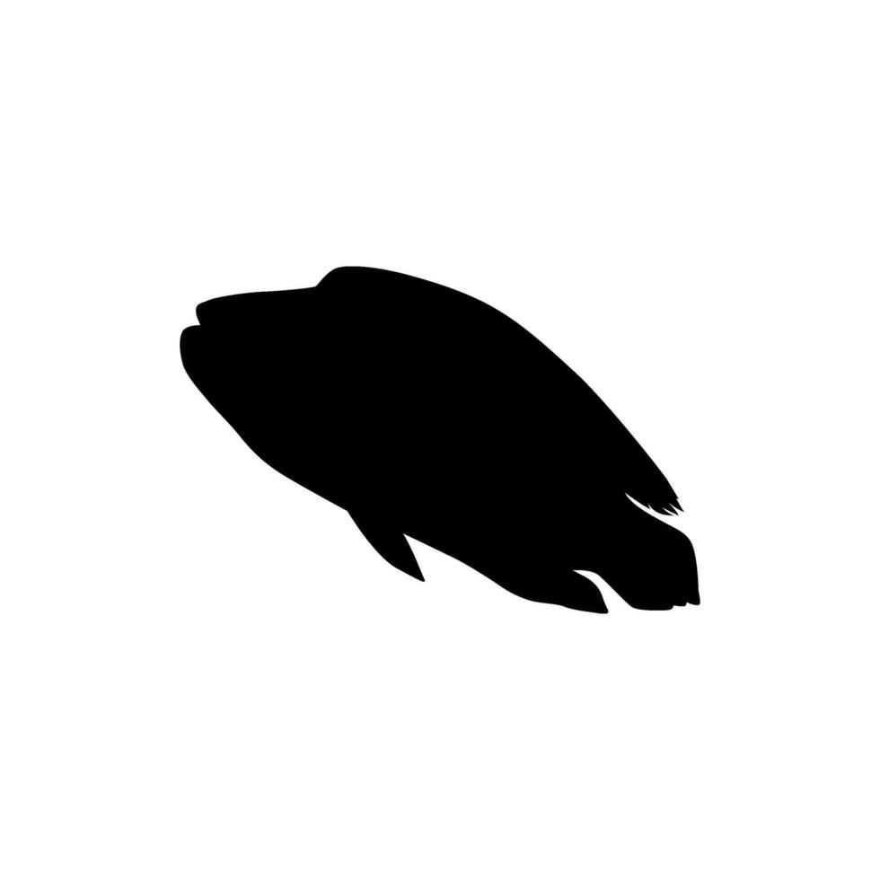 Humphead wrasse Silhouette, Cheilinus undulatus, also known as the Maori wrasse, Napoleon wrasse, Napoleon fish. Flat and BW vector