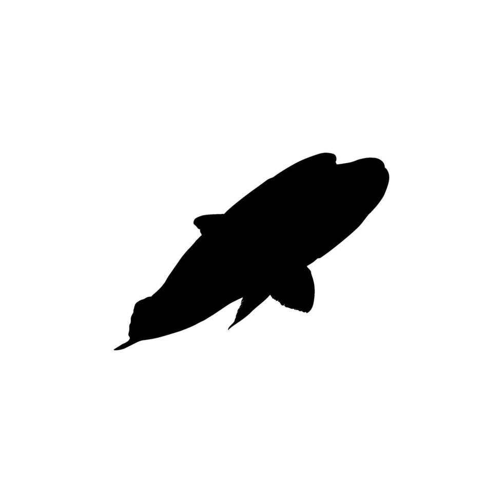 Humphead wrasse Silhouette, Cheilinus undulatus, also known as the Maori wrasse, Napoleon wrasse, Napoleon fish. BW and Flat vector