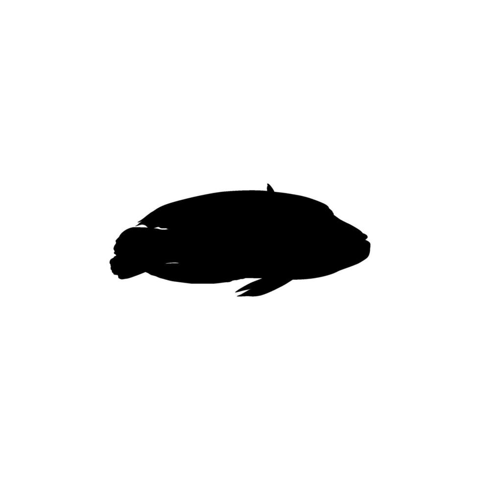 Humphead wrasse Silhouette, Cheilinus undulatus, also known as the Maori wrasse, Napoleon wrasse, Napoleon fish. Flat Style vector