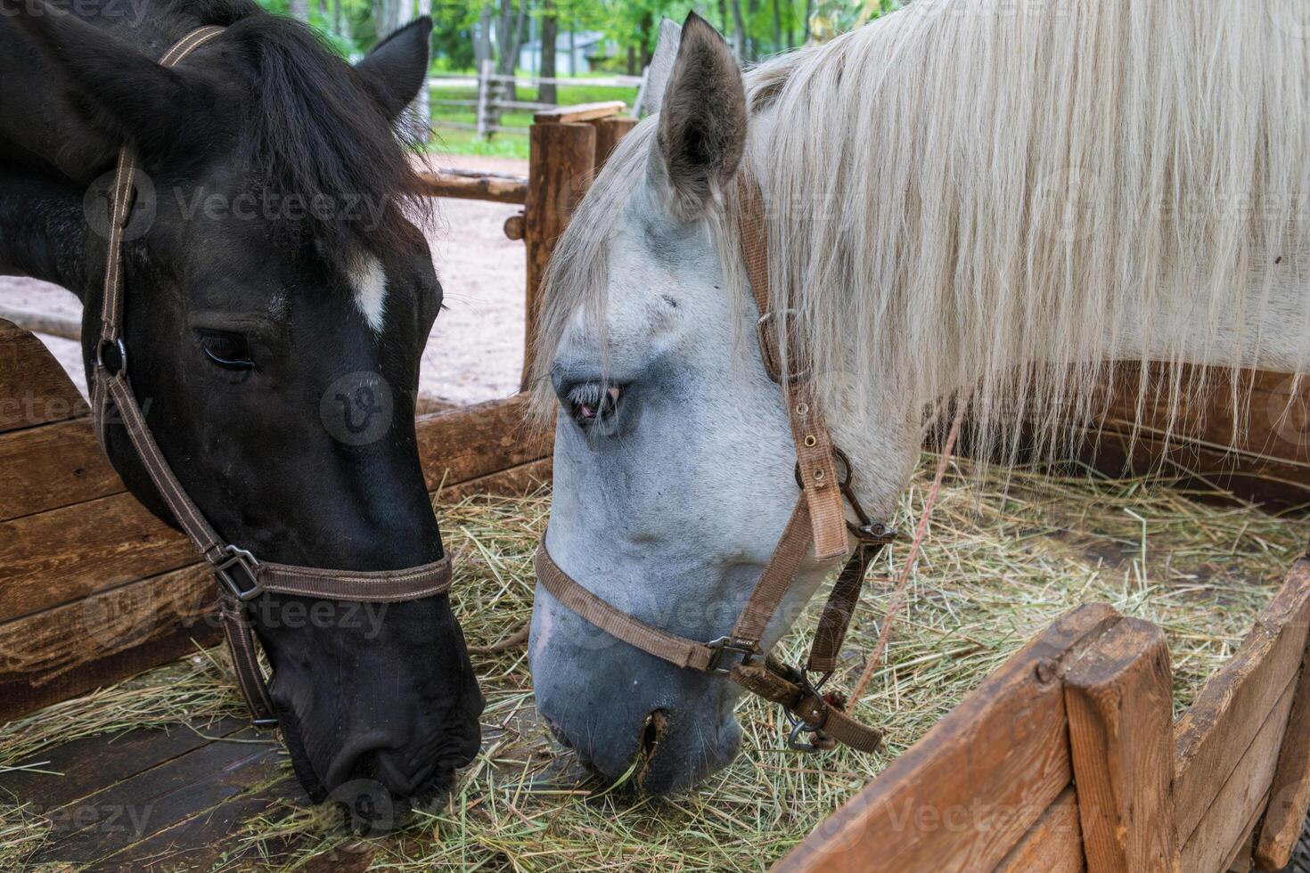 Two Horses Sharing Hay in a Wooden Enclosure photo