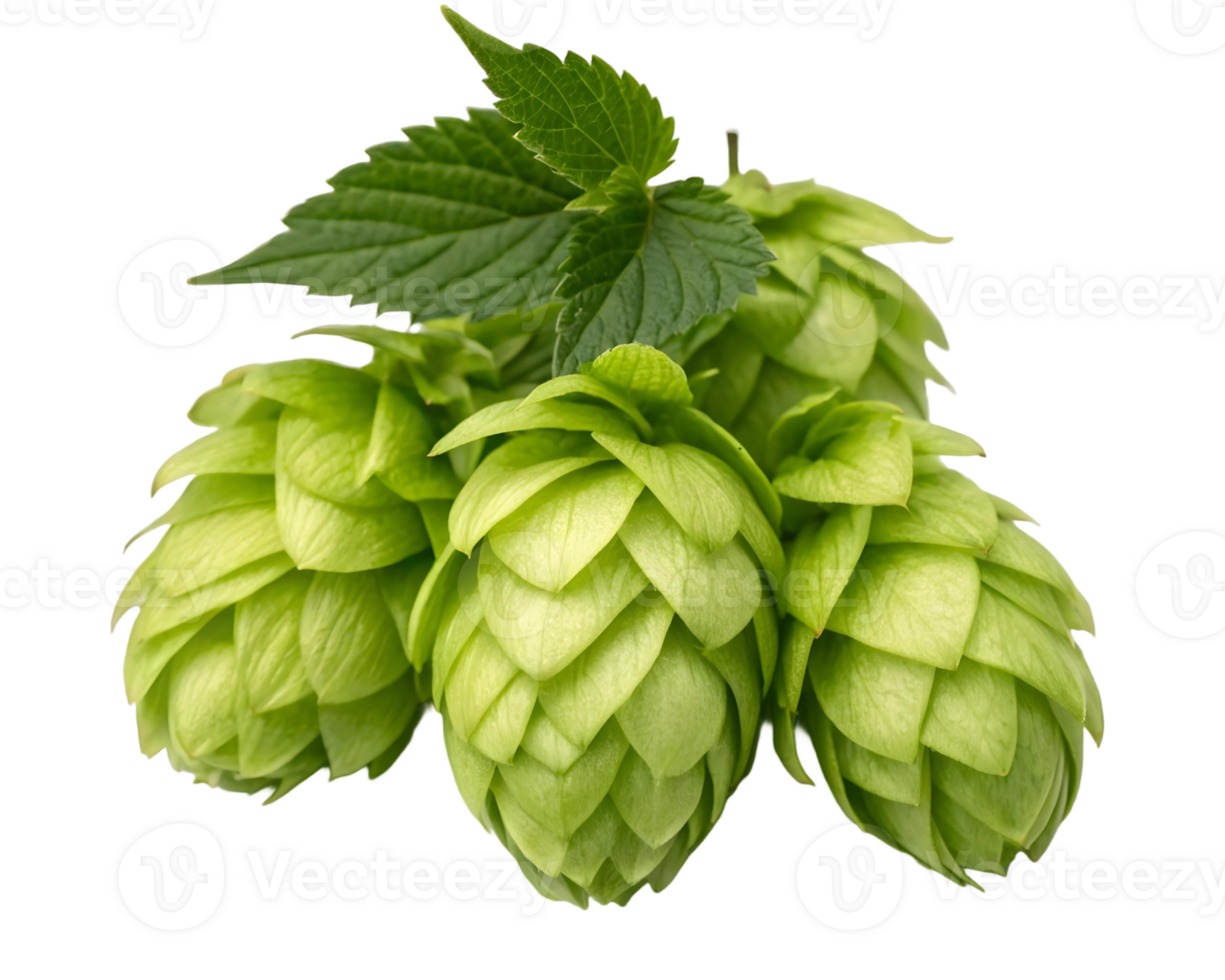 a fresh green hops cluster, detailed texture, isolated on transparent background png