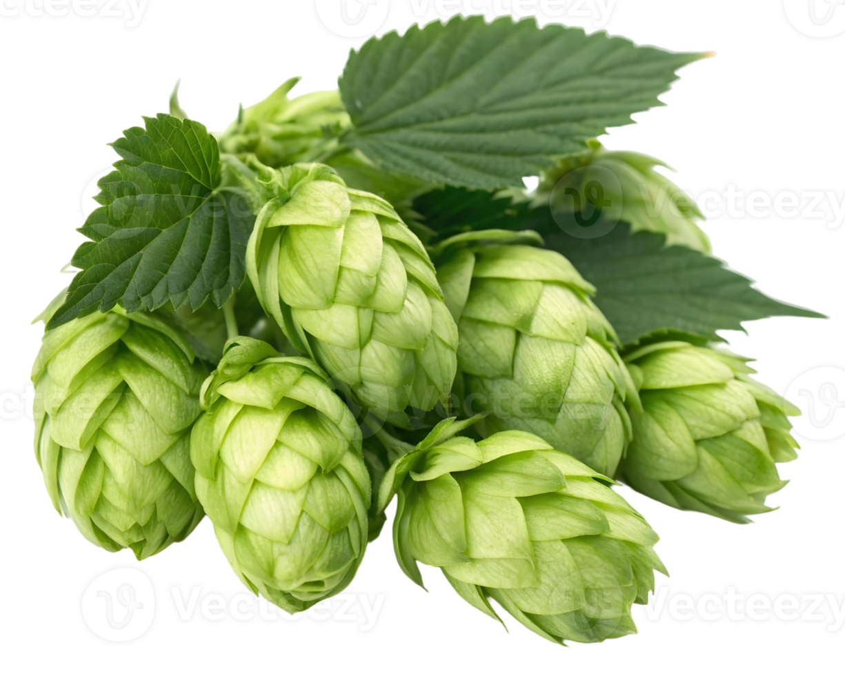 Fresh green hop cones surrounded by leaves, commonly used in brewing beer for flavor and aroma png