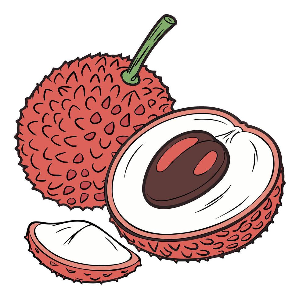 Fresh Lychee Illustration vector