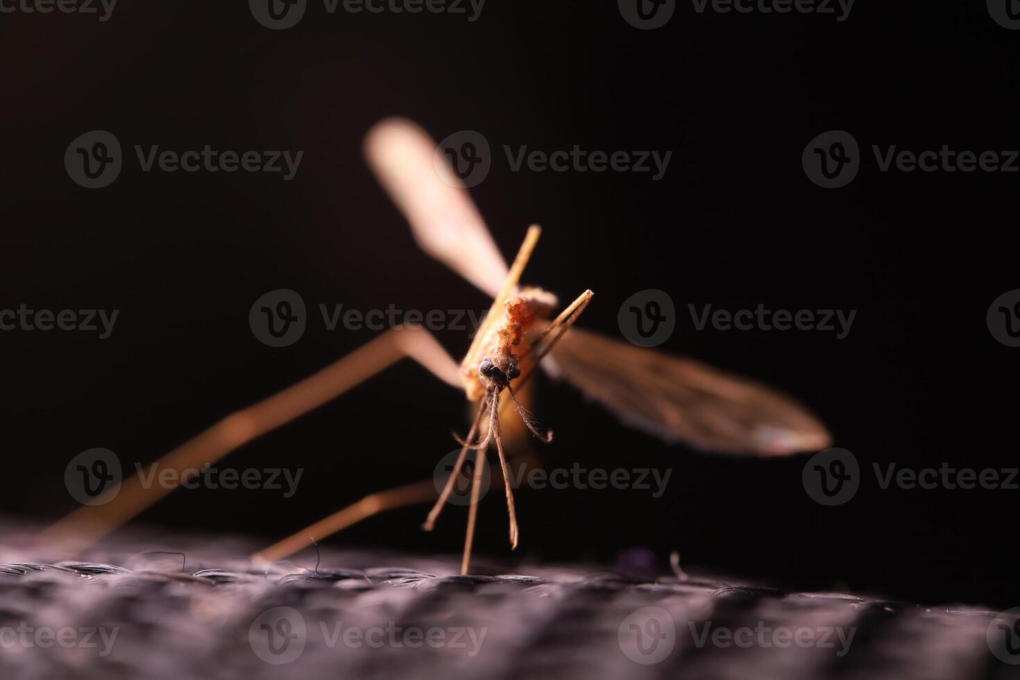 Mosquito on a dark background in macro, insect details on black photo