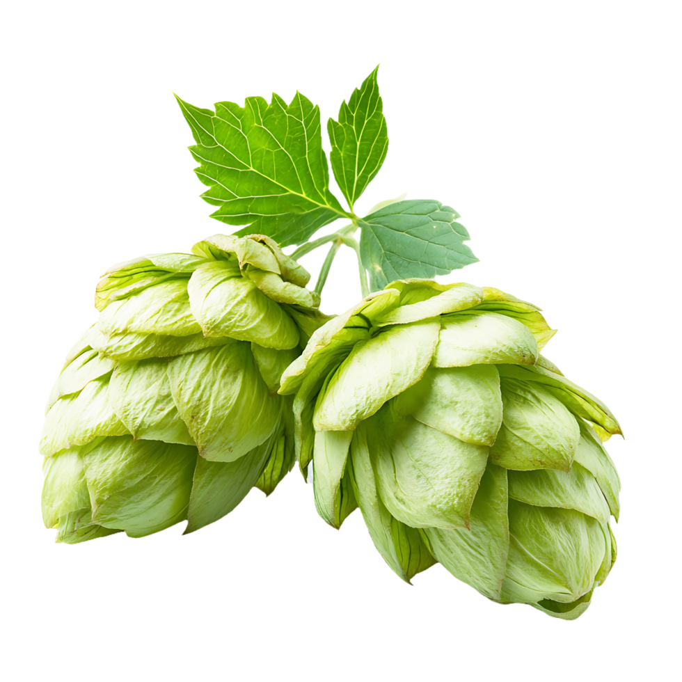 Vibrant Hop Plant with Fresh Green Leaves png