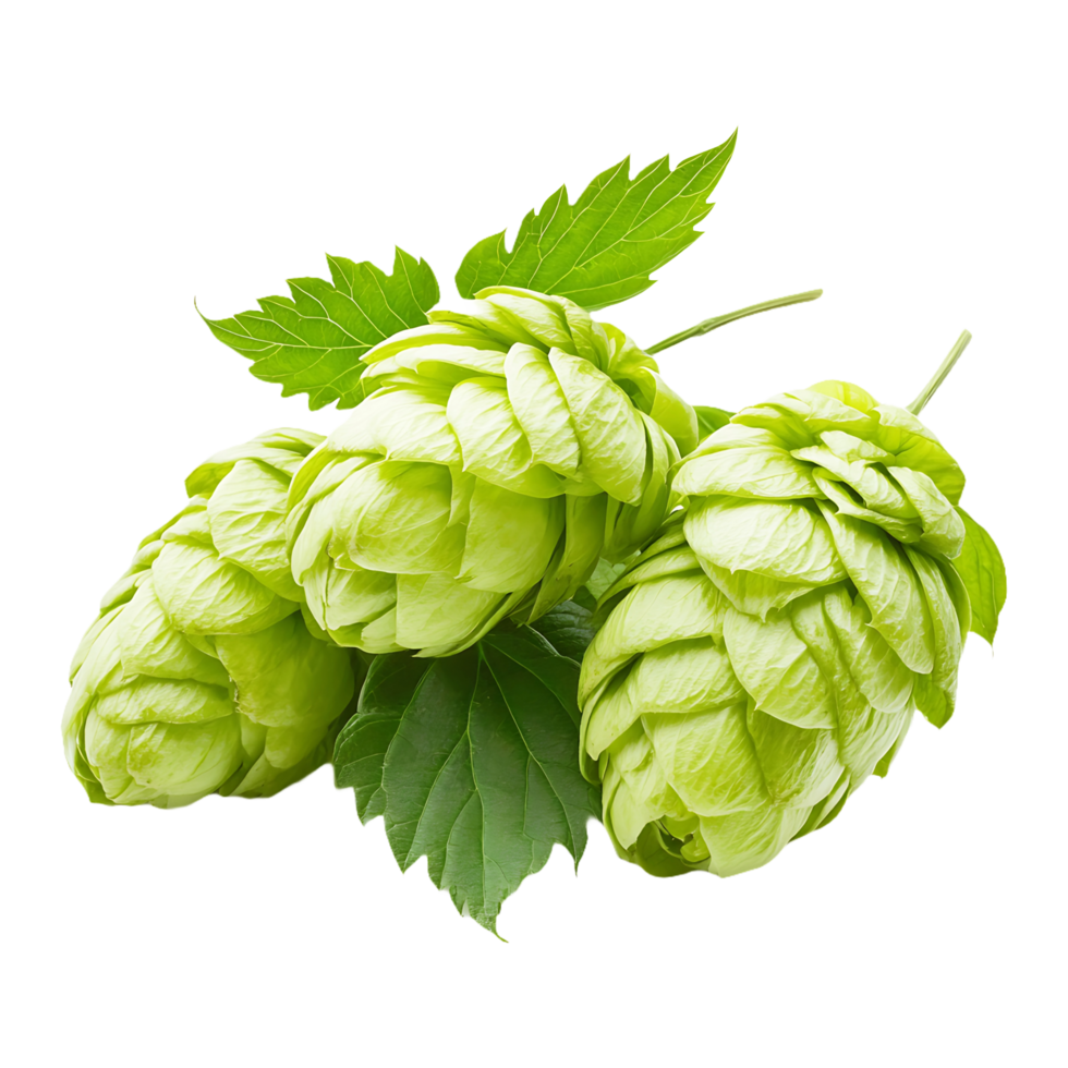 Vibrant Hop Plants Fresh and Green for Brewing and Gardening png