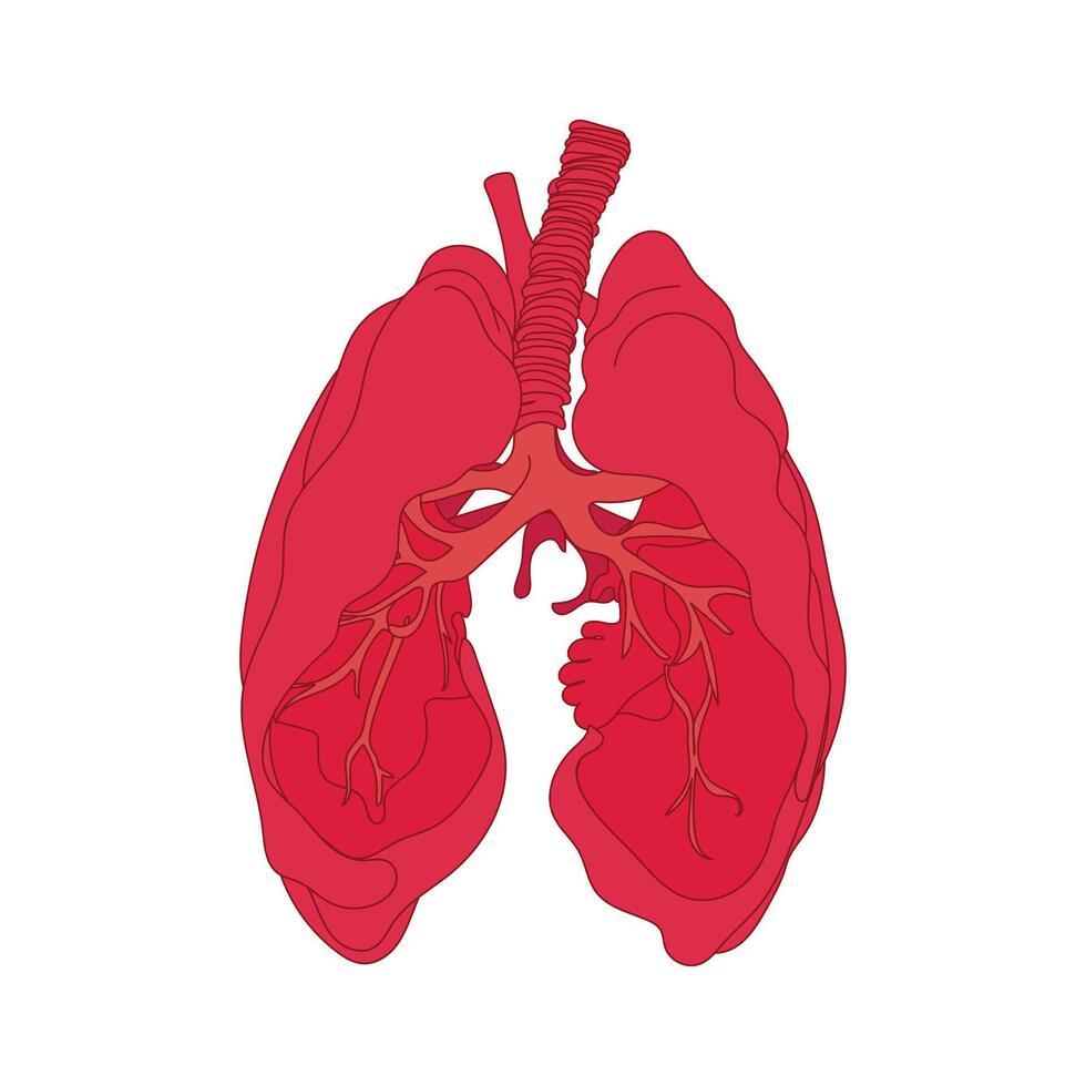 Healthy human lungs illustration with clean, simple design, perfect for medical, health, and anatomy themes vector