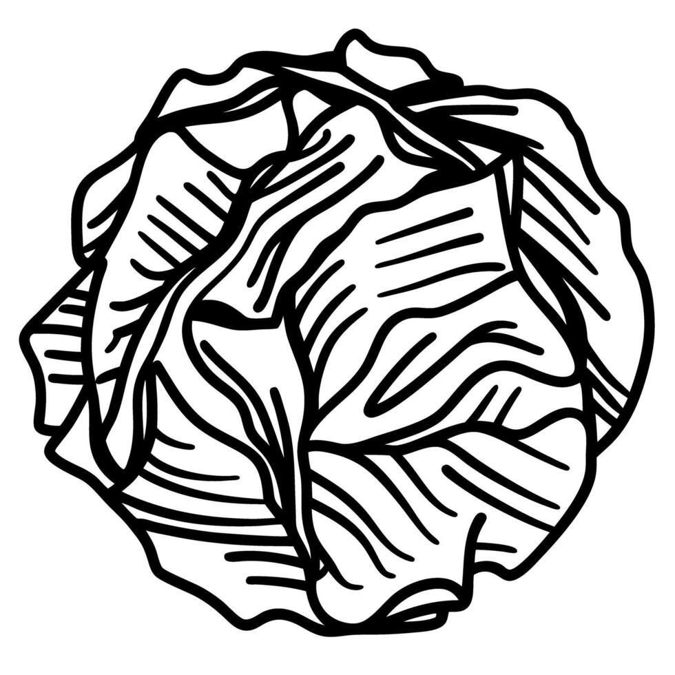 Illustrated cabbage line drawing sketch black and white, vegetable design, abstract detail lines vector