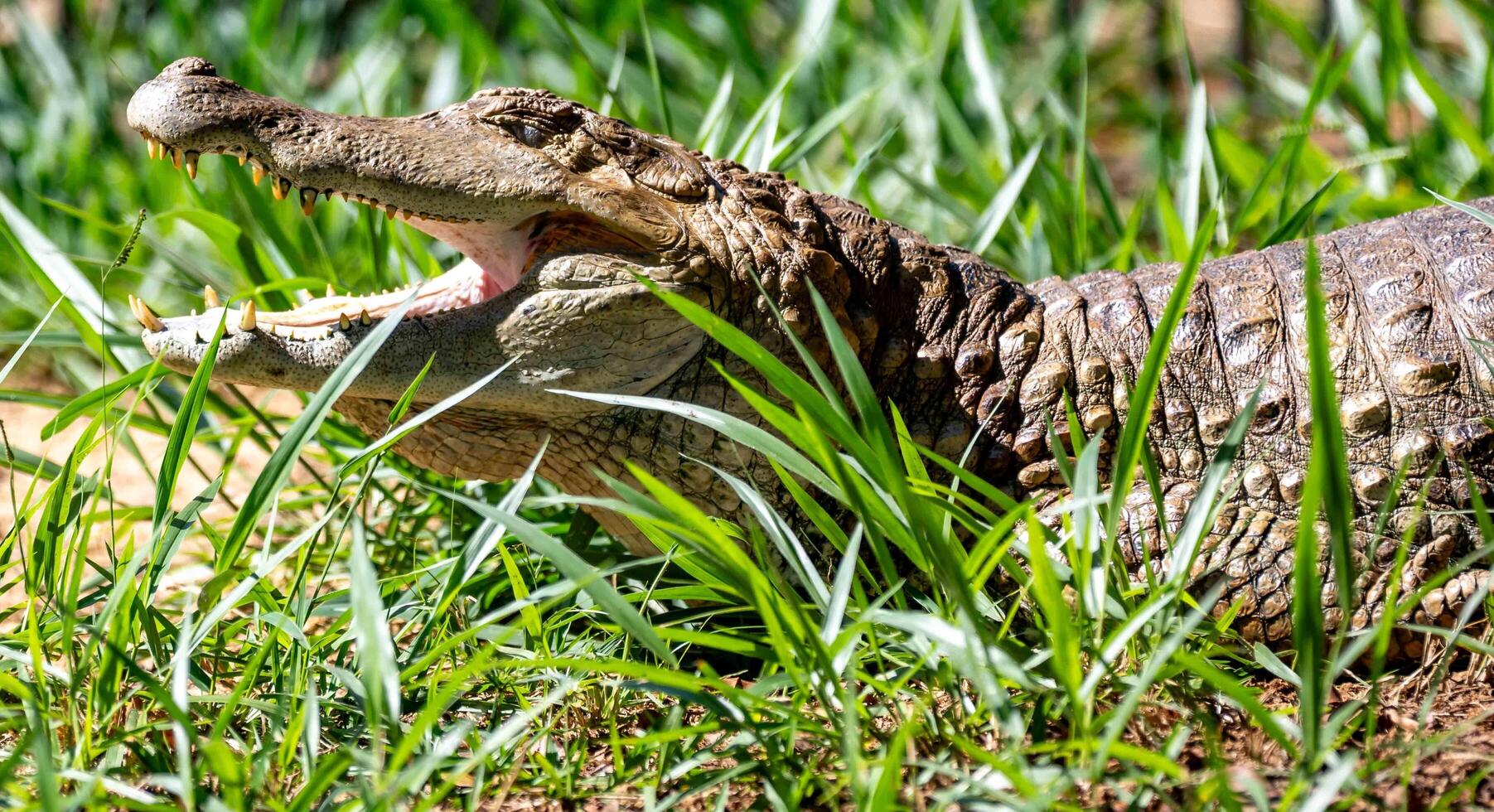 Typical Brazilian alligator from the Pantanal out of the water warming itself in the sun in close-up 4 photo