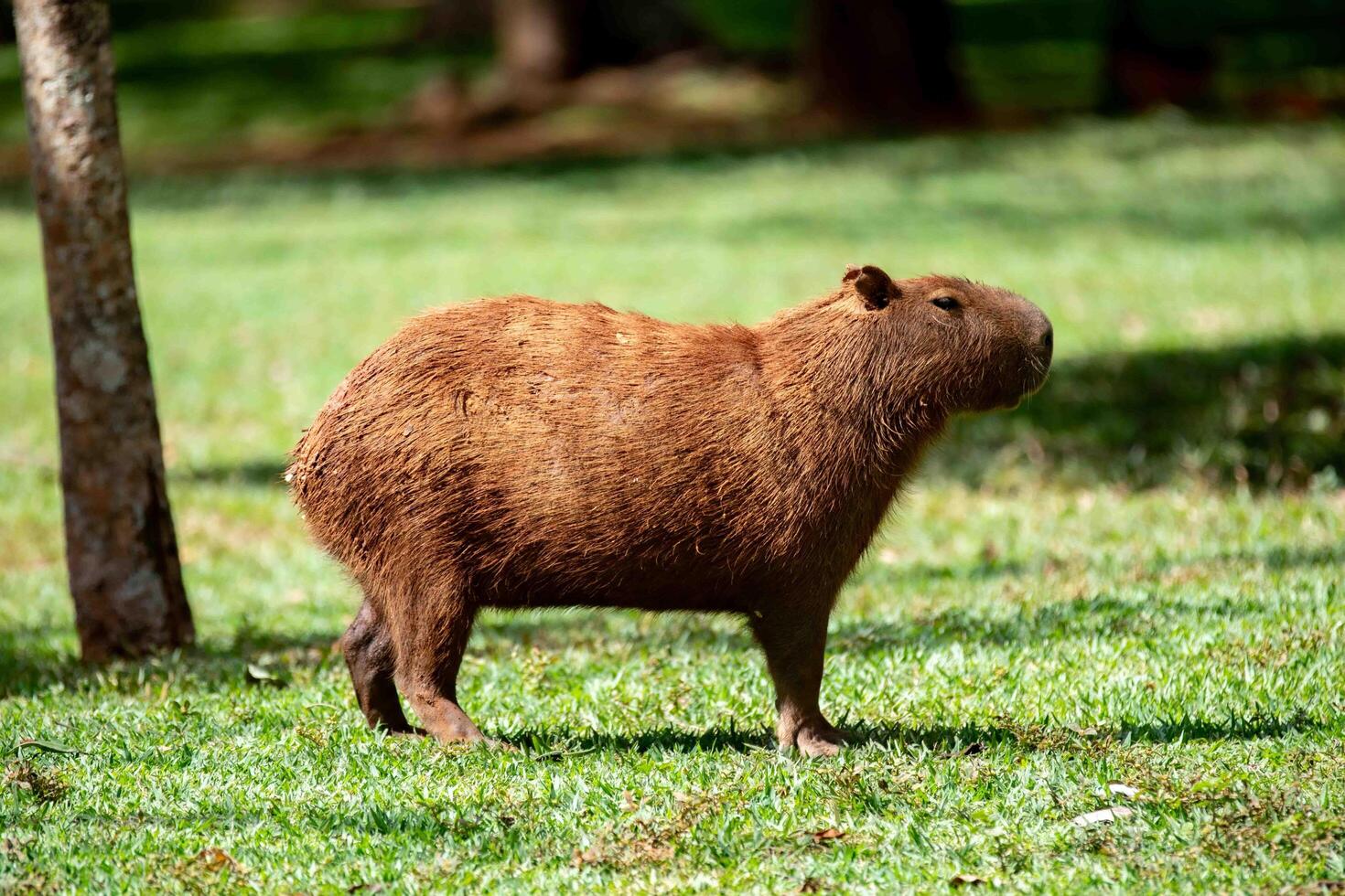 Typical Brazilian capybara, the largest rodent in the Americas, grazing in selective focus 1 photo