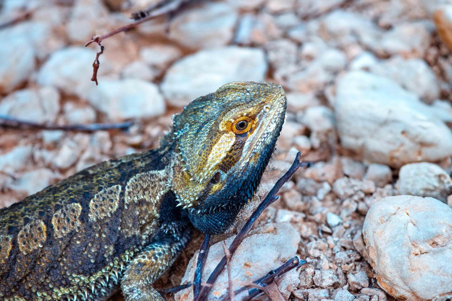 Bearded dragon pogona vitticeps in selective focus, native to Australia rty photo