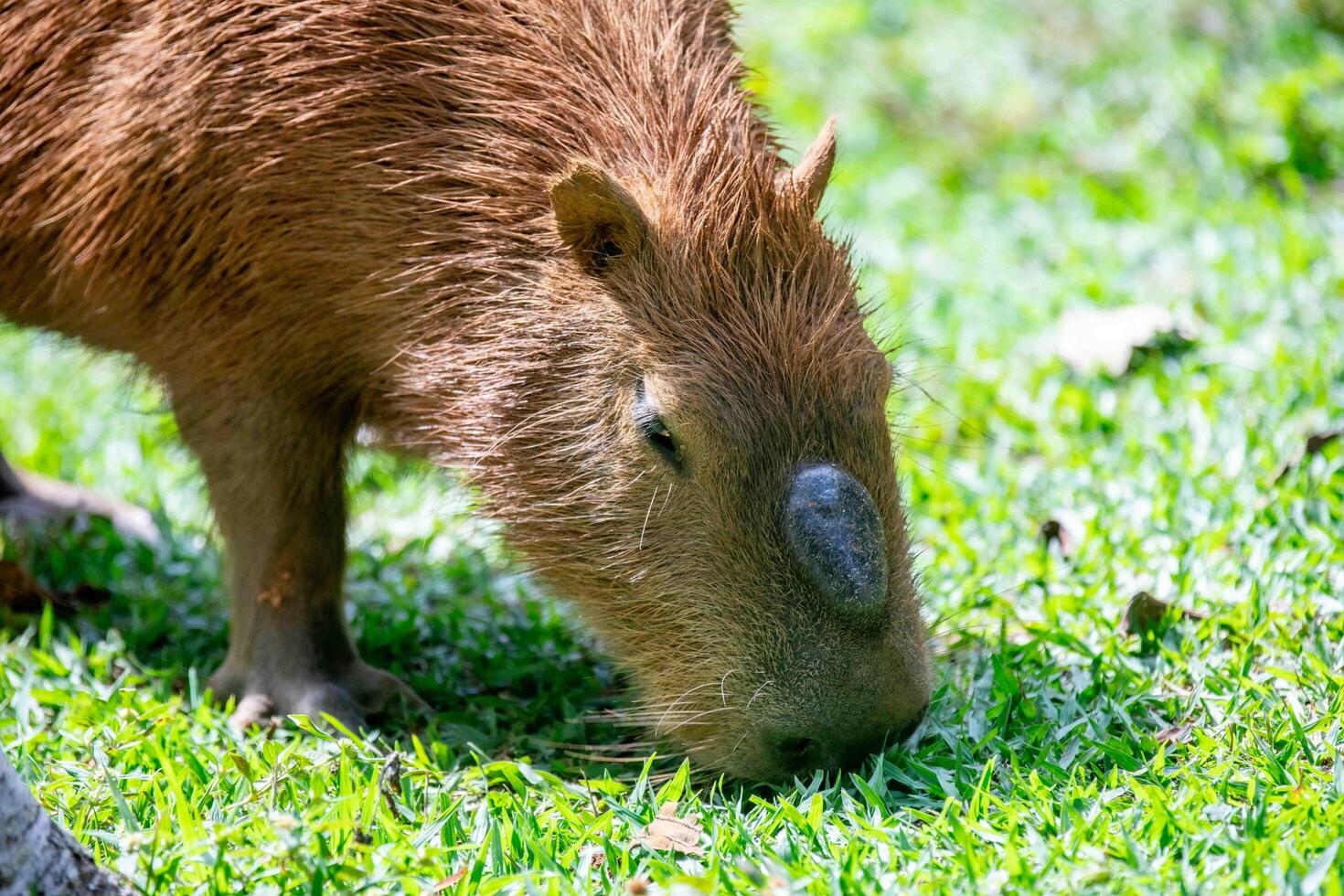 Typical Brazilian capybara, the largest rodent in the Americas, grazing in selective focus 3 photo