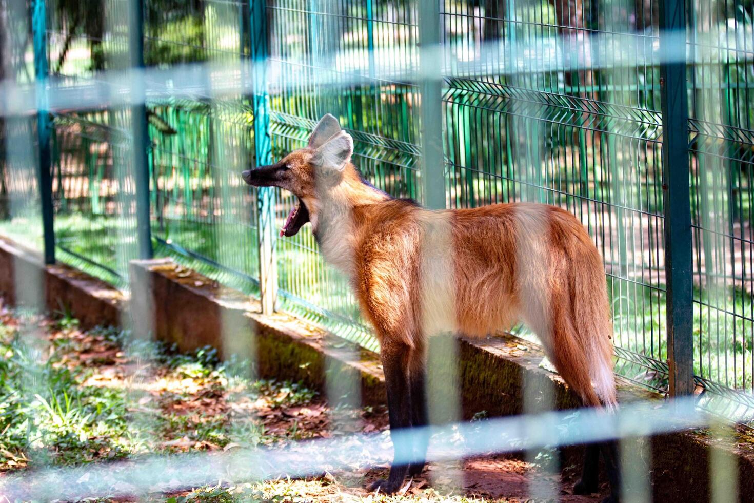 Typical and rare Brazilian maned wolf in selective focus in natural environment 3 photo