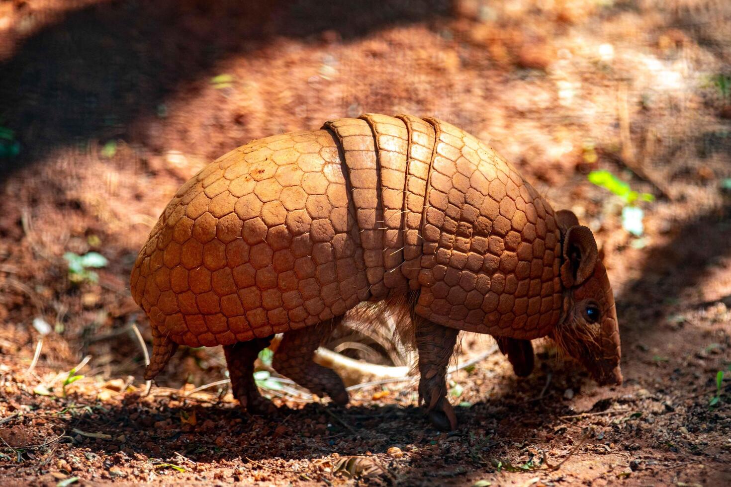 Typical armadillo tatu bola from northeastern Brazil, in its natural environmen photo