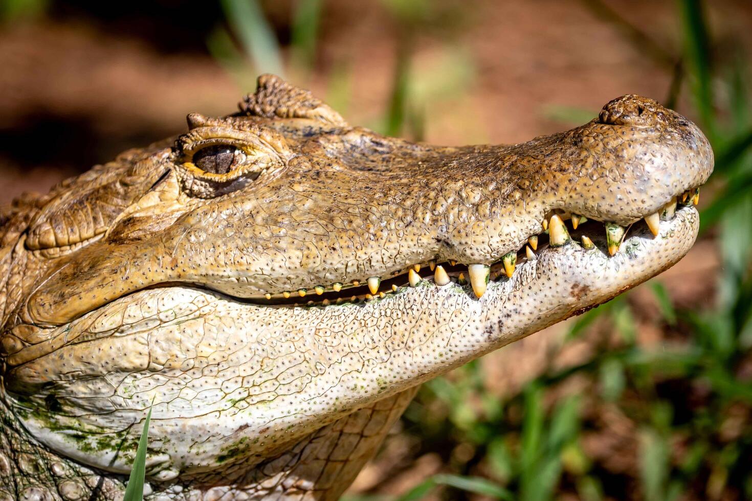 Typical Brazilian alligator from the Pantanal out of the water warming itself in the sun in close-up 3 photo