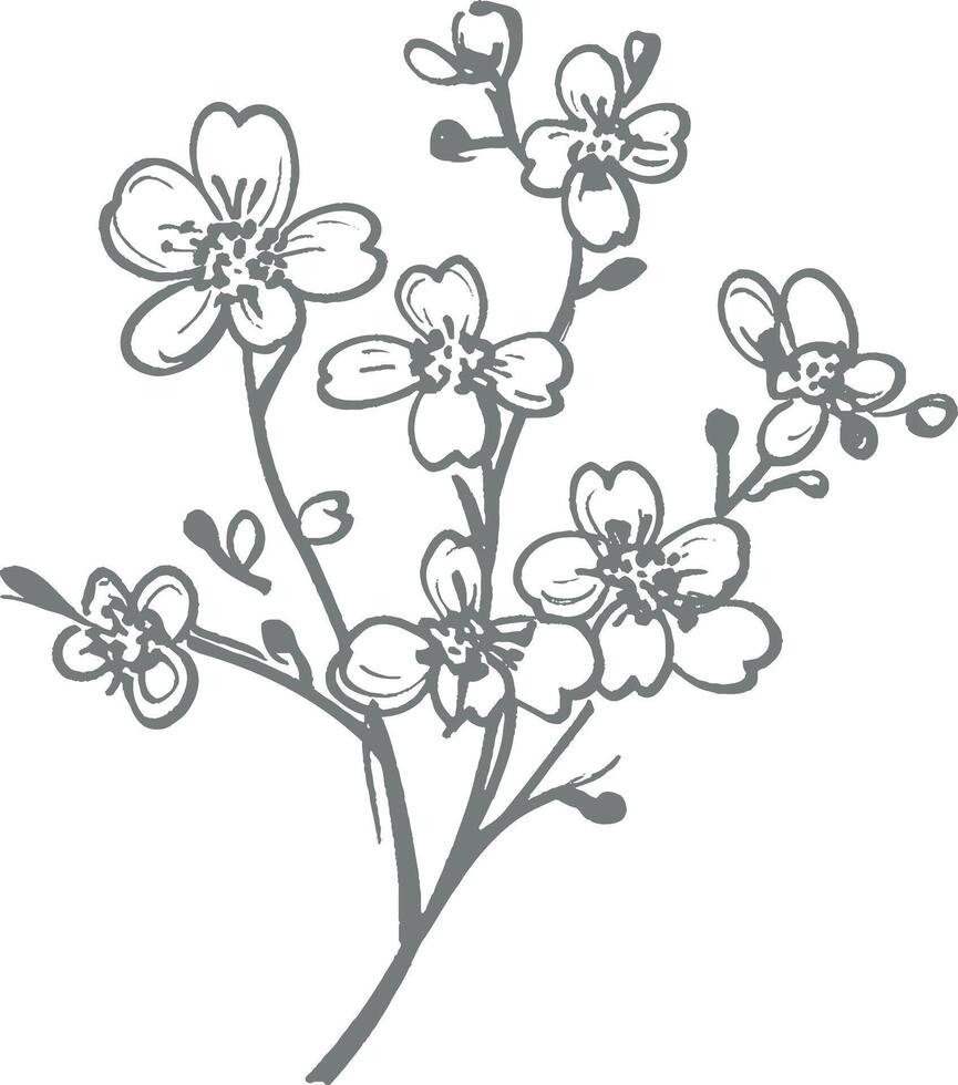 Hand drawn cherry blossom branch black white floral botanical illustration isolated spring nature sketch vintage engraving style art design element decoration retro monochrome floral vector