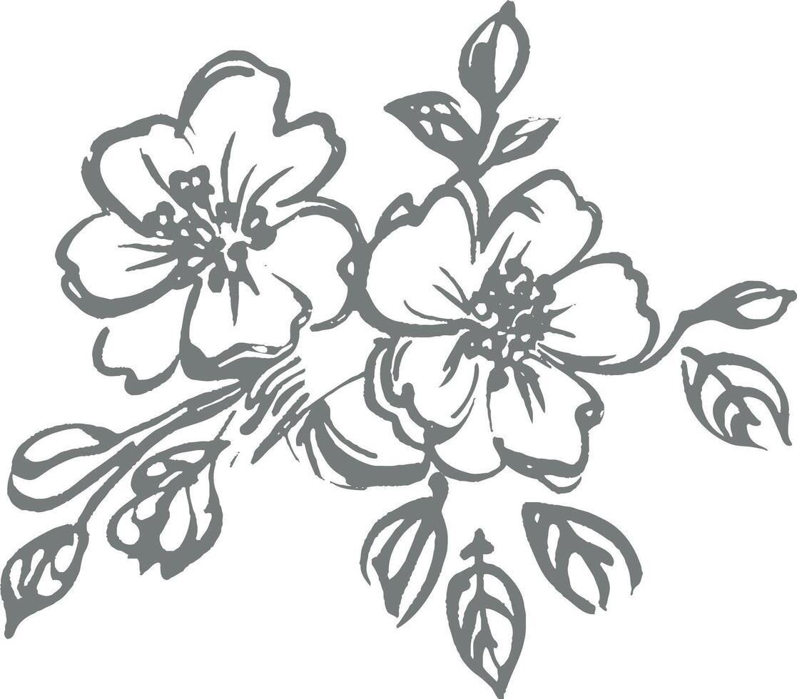 Hand drawn cherry blossoms botanical illustration black white vintage engraving sketch floral nature blooming delicate monochrome aesthetic retro artistic elegant detailed ink art vector