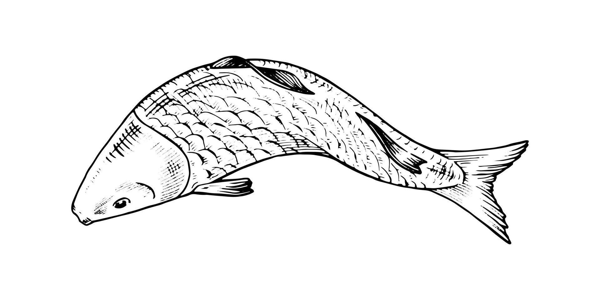 illustration of a swimming fish in top view. This hand drawn sketch in black and white features intricate line art, perfect for seafood packaging and nature themed designs vector