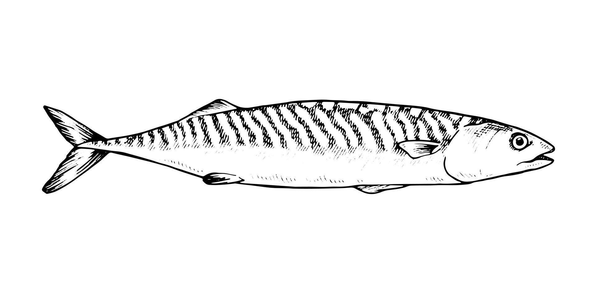illustration of a mackerel fish in black and white. This hand drawn line art sketch. For seafood packaging, culinary and marine designs. With a white isolated silhouette on the background vector