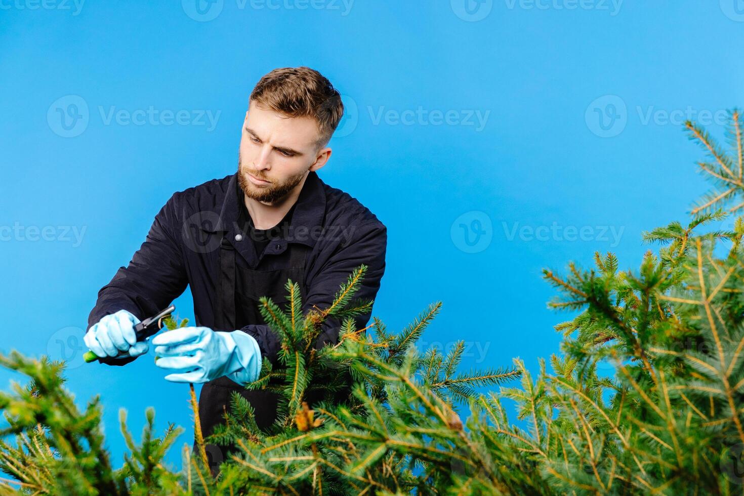 Man is carrying a cart with a pine tree photo