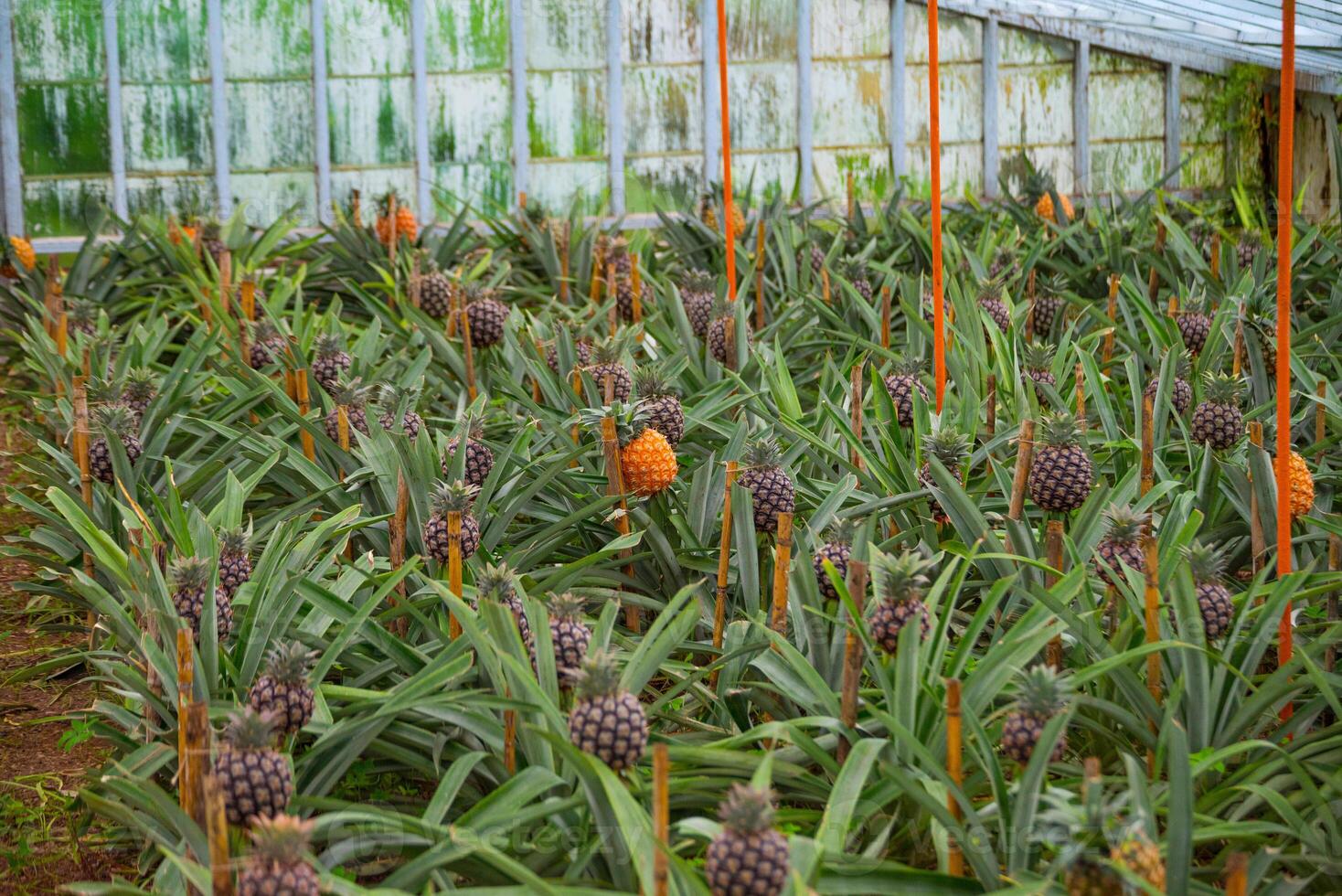 pineapple plantation on the island of Sao Miguel in the Azores archipelago photo