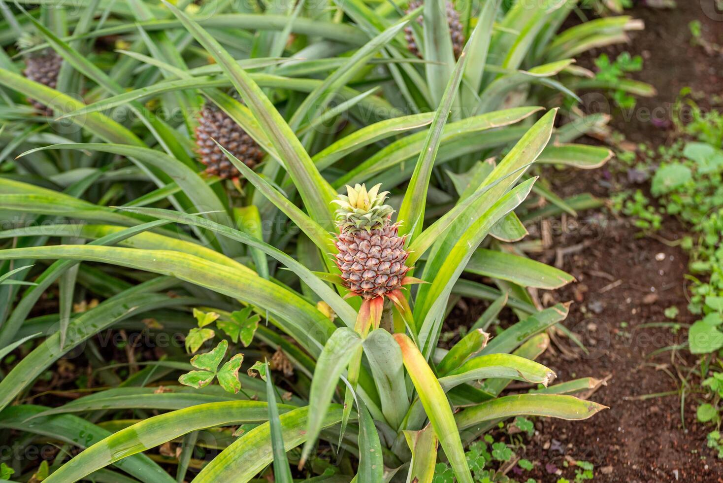 Pineapple cultivation in a tropical farm, showcasing the growth cycle of the fruit photo