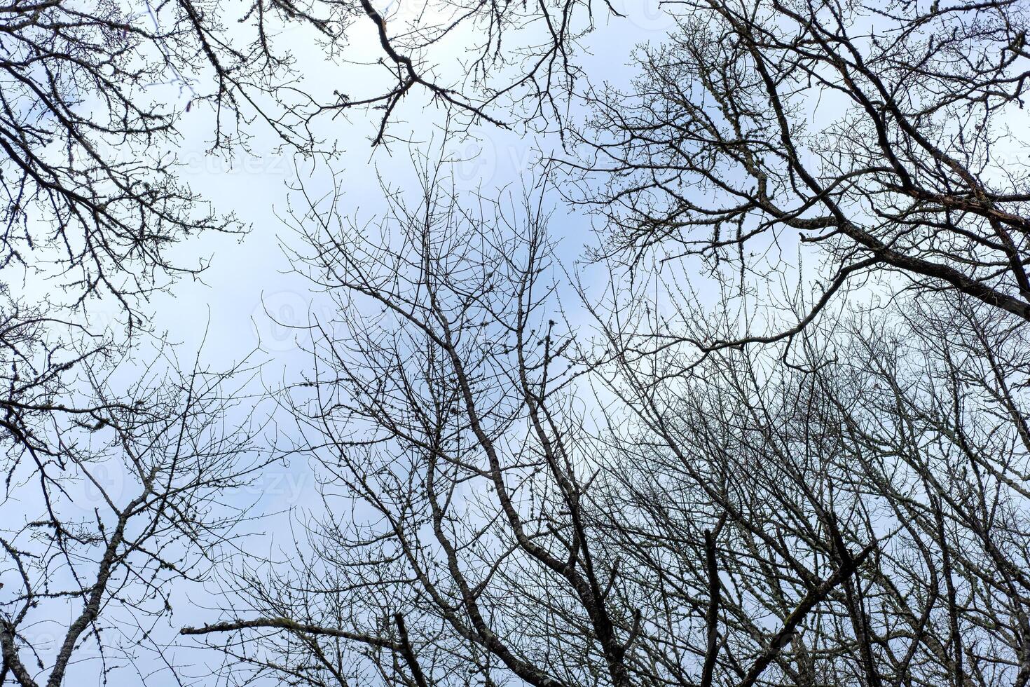 abstract branches against cloudy sky in a forest, forest background concept photo
