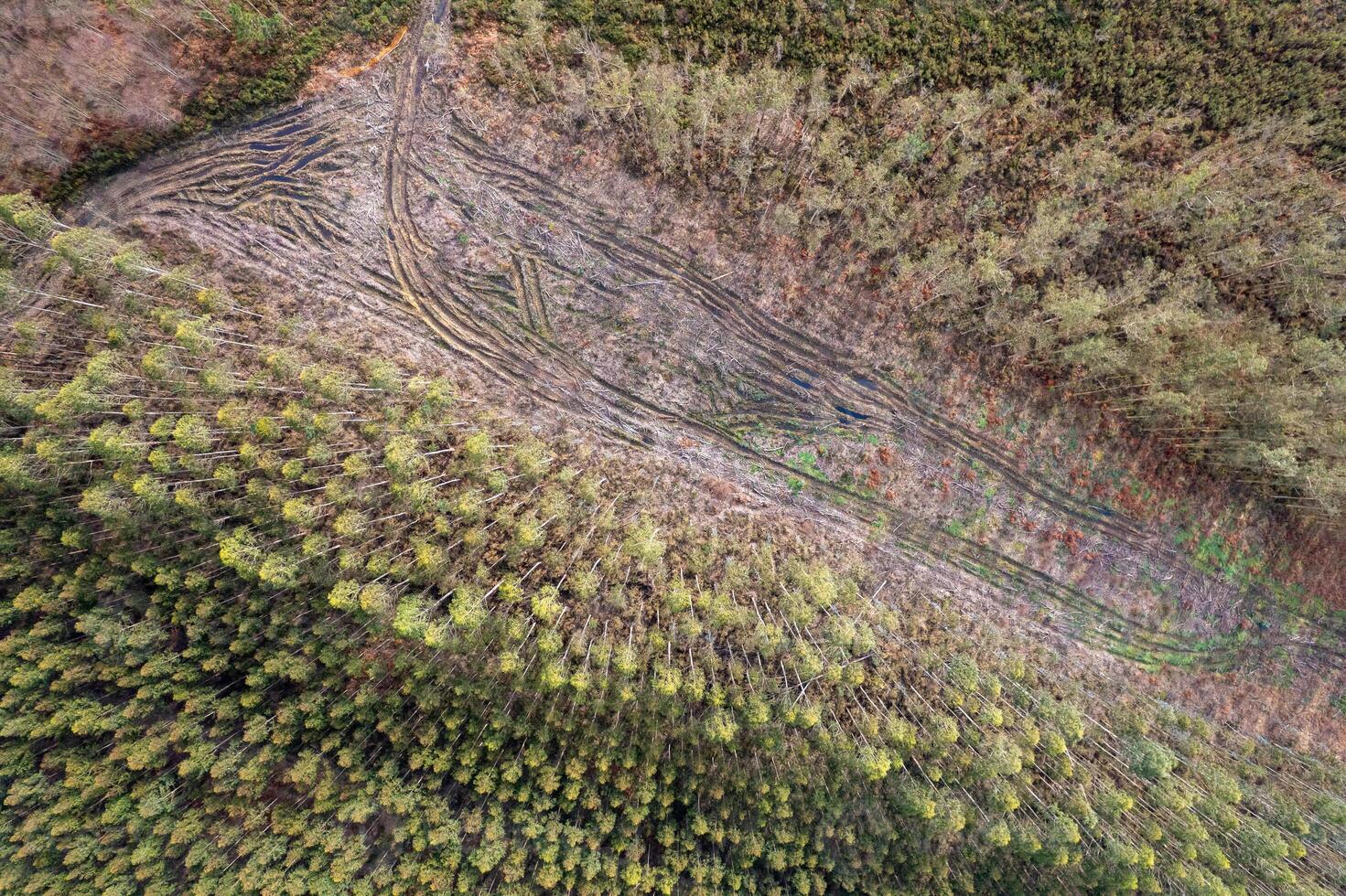 top down aerial view with drone of a eucalyptus plantation for wood pulp production. Galicia, Spain photo