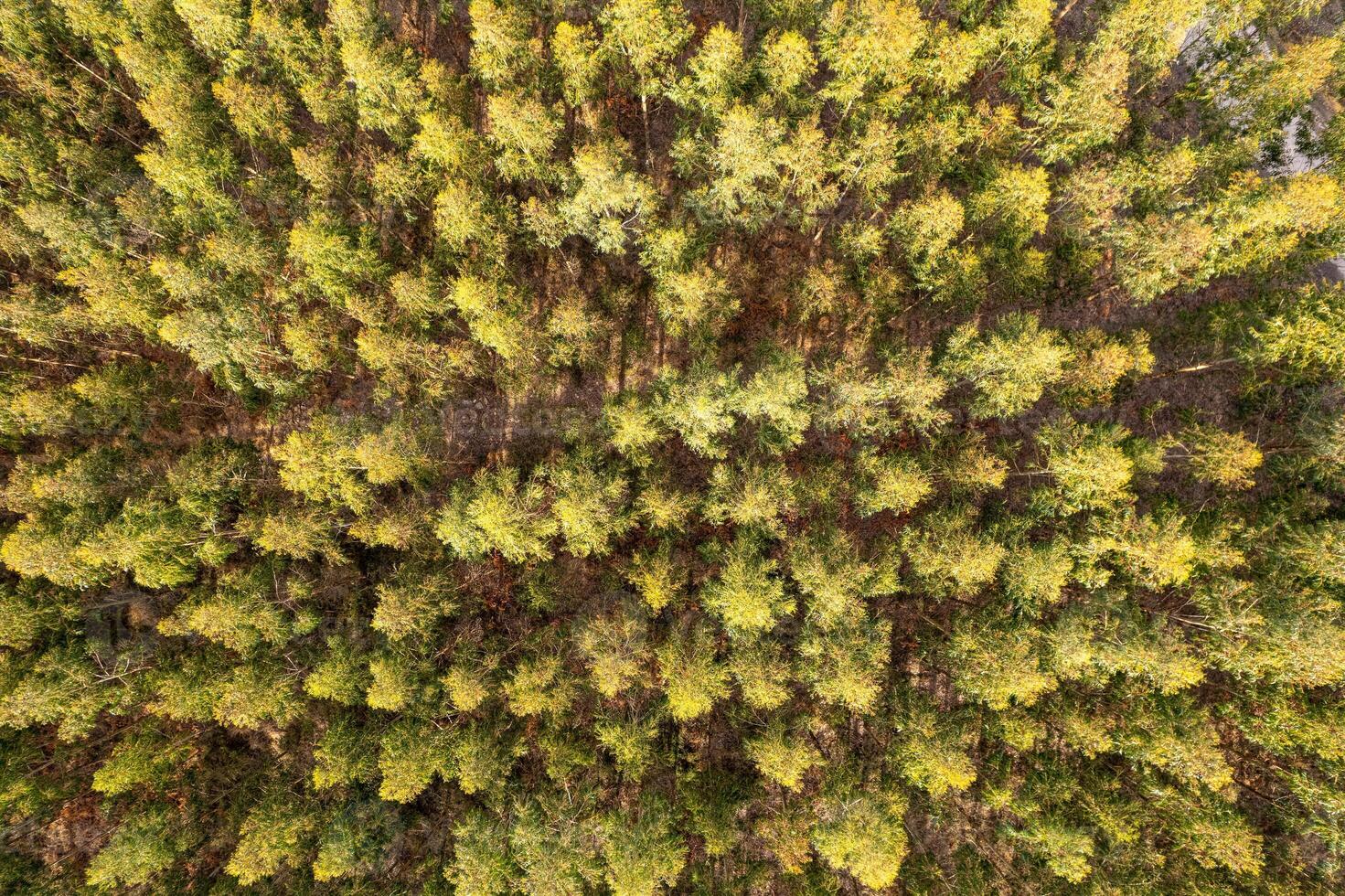 aerial top down drone view of eucalyptus plantation in Galicia for wood pulp production. Spain photo
