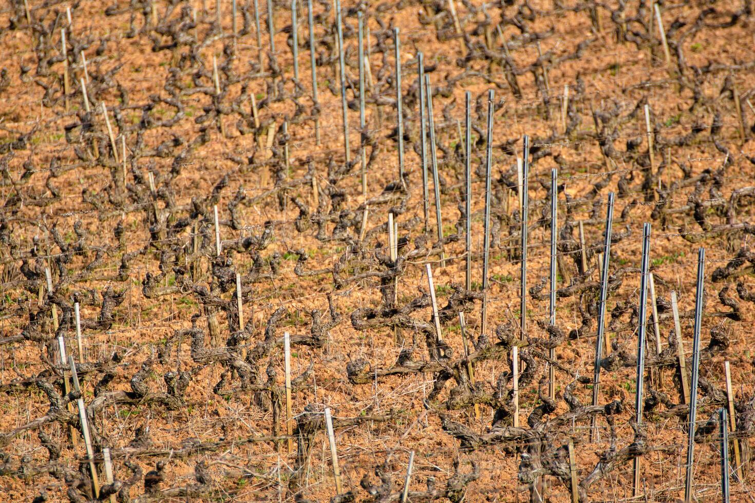 lines in the vineyard abstract view of dormant vines in winter, background and texture for viticulture concept photo