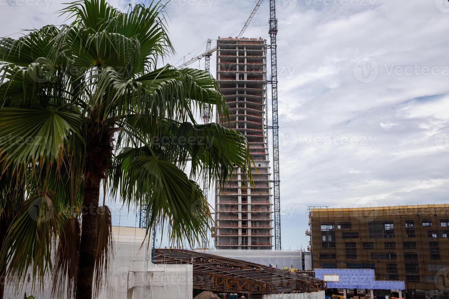 A palm tree in the foreground with a tall building in the background photo