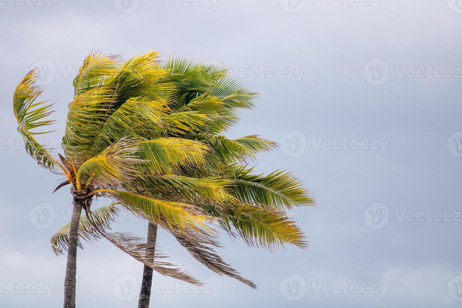 A palm tree with a bird flying in the sky photo