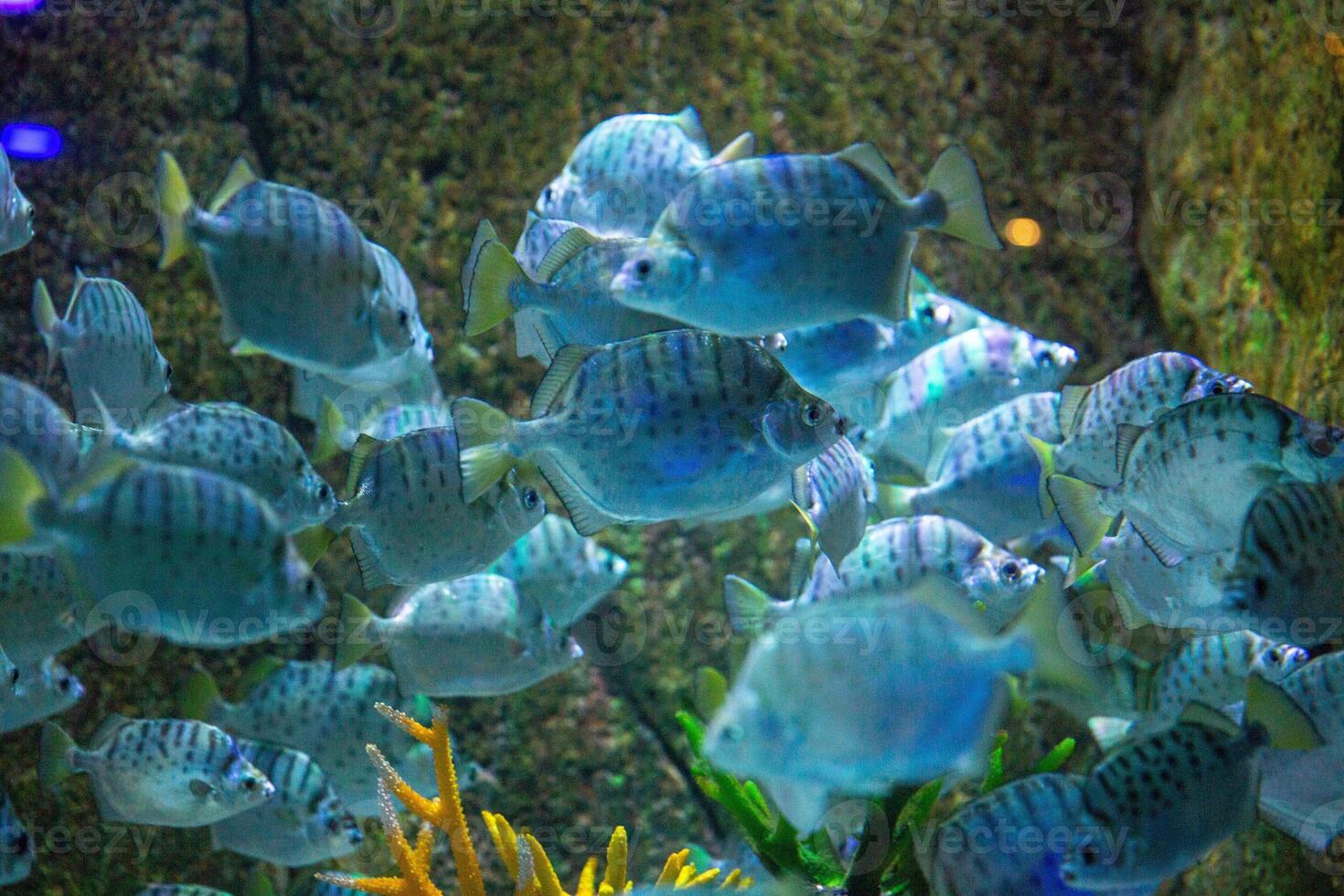 Spotted Scat Fish photo