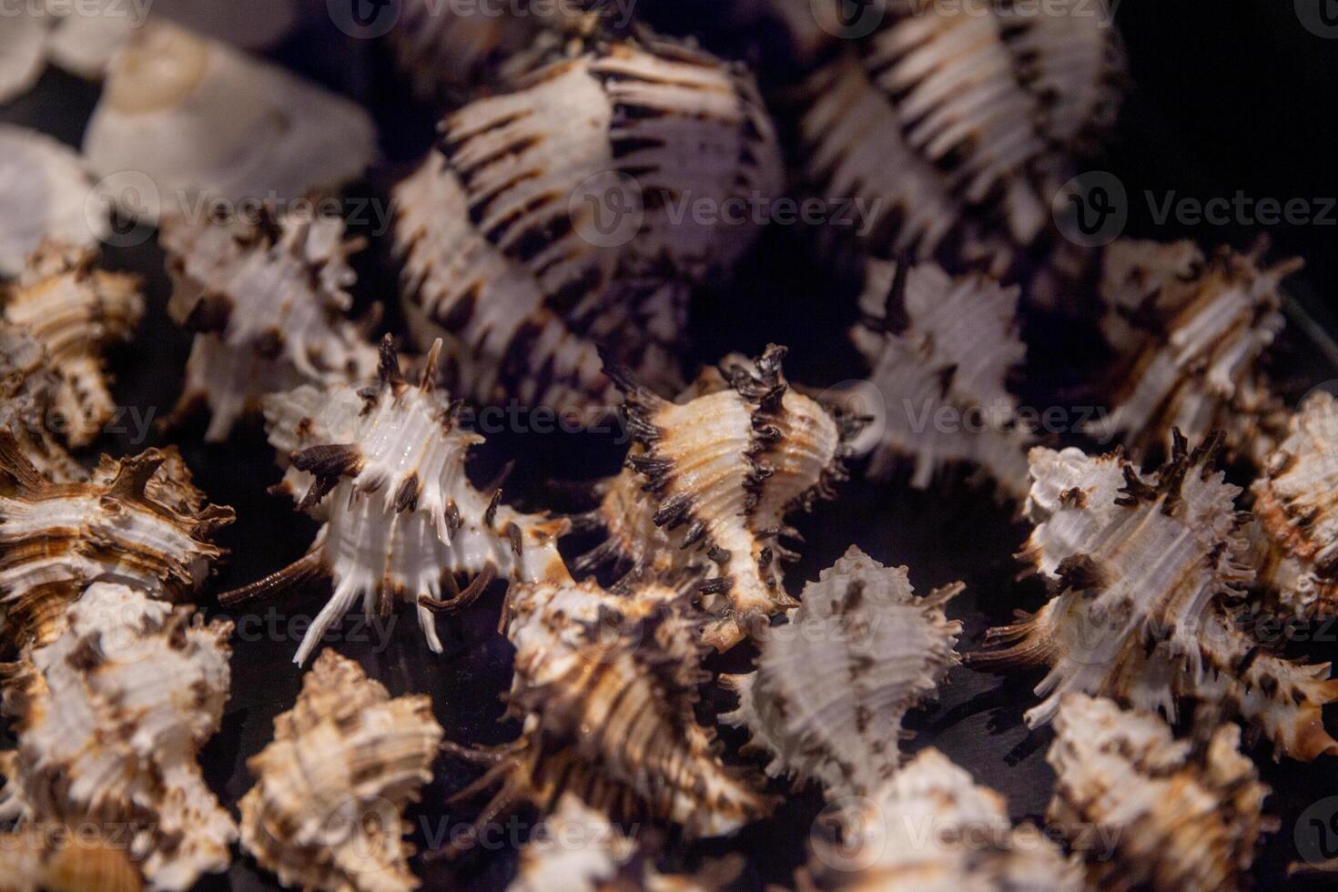 A close up of a bunch of shells photo