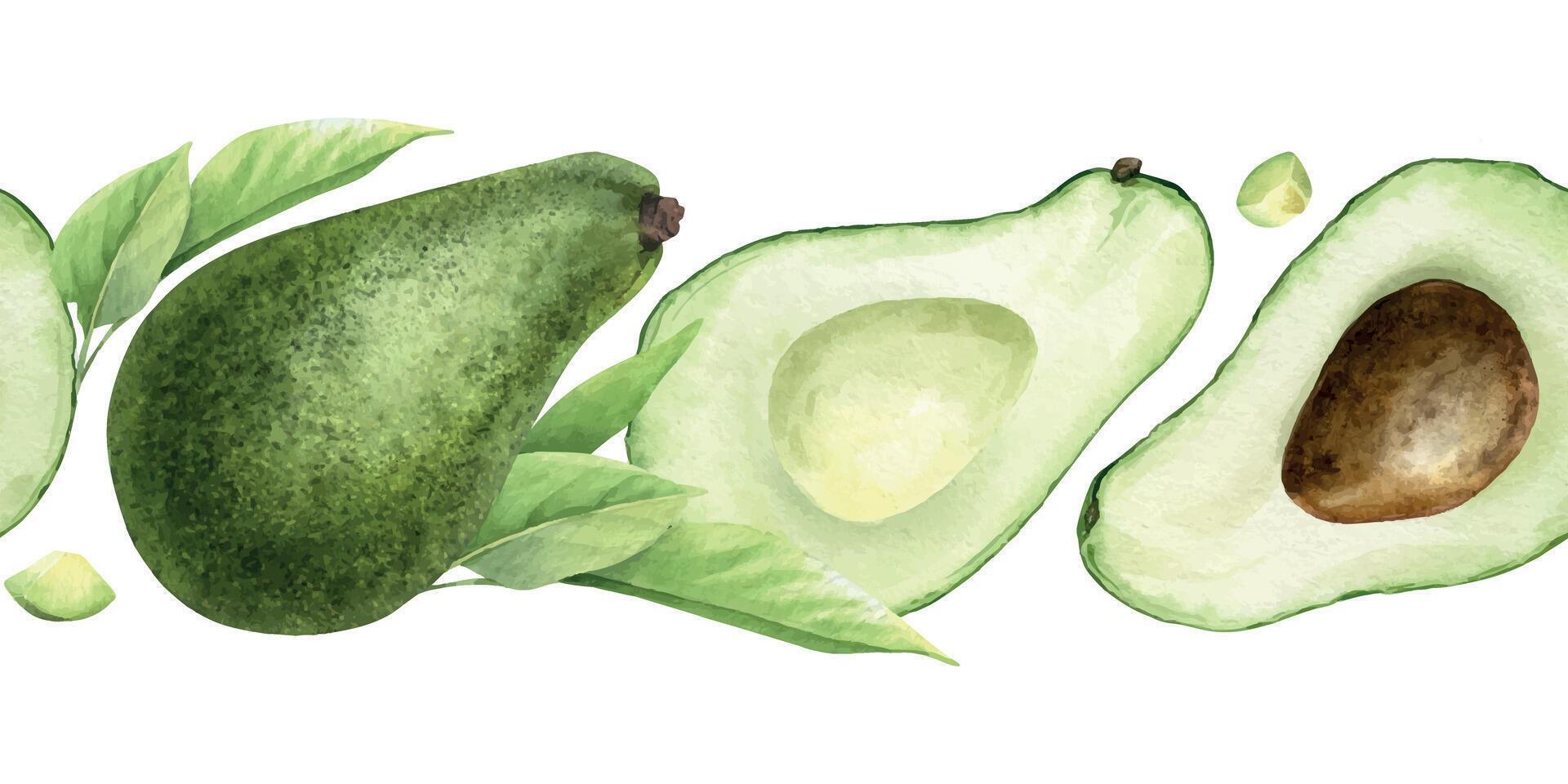 Ripe avocado whole, halves fruits, pulp and leaves watercolor seamless border, Background of green vegan vegetables for menu, packaging of food, cosmetics, fabrics, wrapping paper, recipe vector
