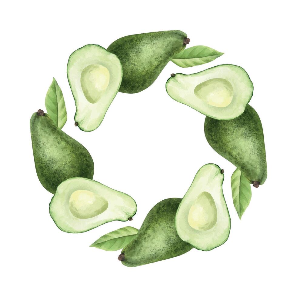 Whole Avocado, Seedless fruits slices and leaves watercolor round frame of green vegetables. Wreath of green vegan food for menu, packaging of food, cosmetics, recipe, cards vector