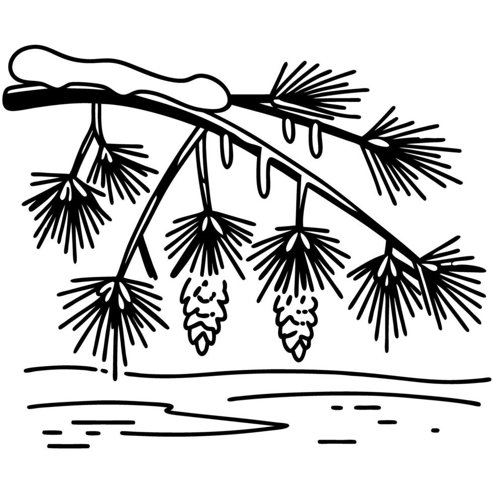Winter pine branch with snow and icicles, detailed line art nature, forest, cold season theme illustration vector