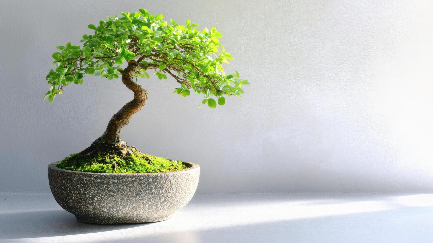Potted bonsai tree placed on a table in a well-lit indoor setting photo