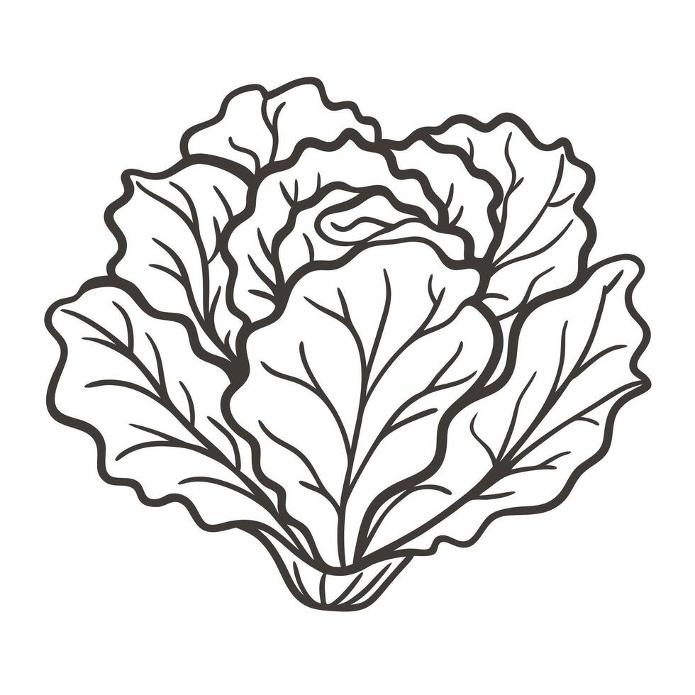 Detailed Black and White Cabbage Line Art for Coloring and Design Projects vector