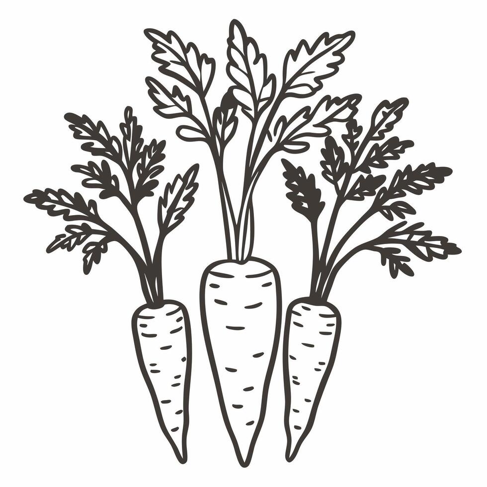 Hand Drawn Organic Carrot Illustration with Leaves in Black and White vector