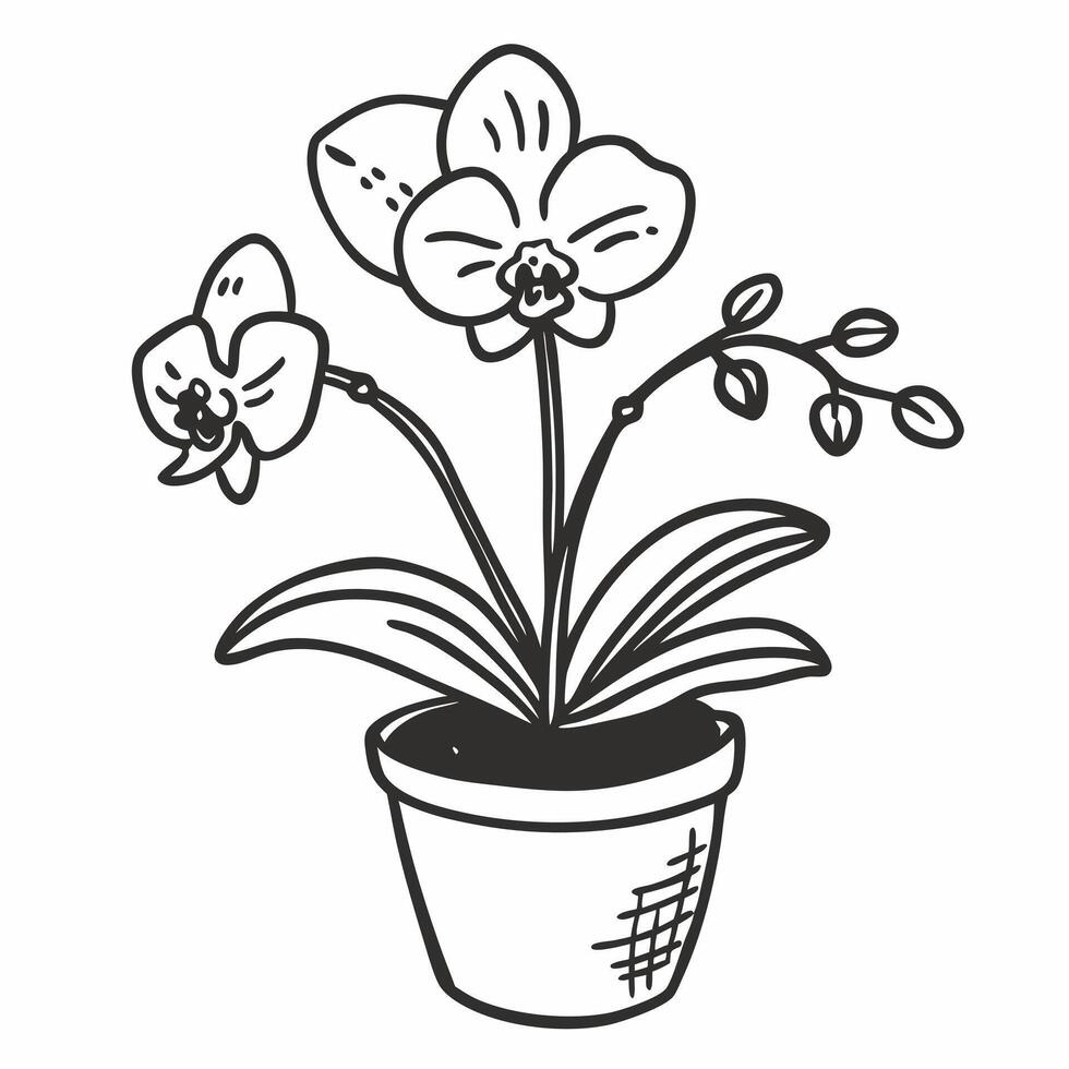 Hand Drawn Orchid Illustration Elegant Potted Plant Sketch for Botanical Designs vector
