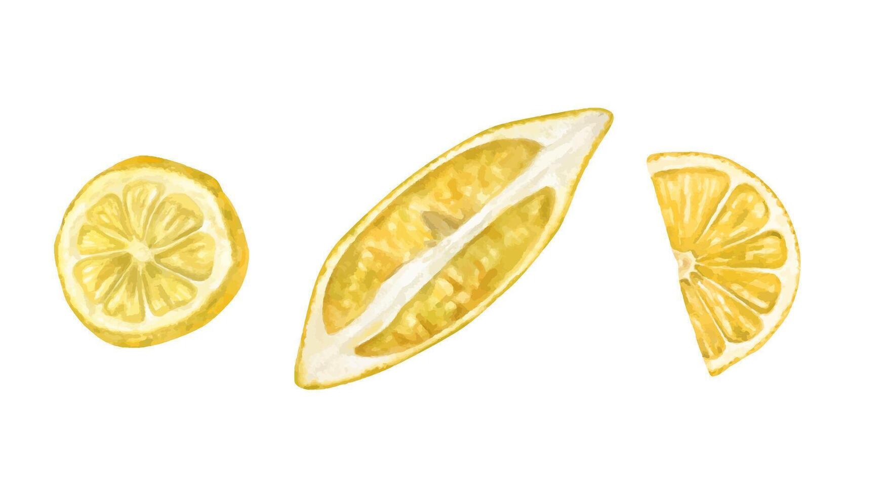 Watercolor set of lemon slices with fresh citrus details illustration isolated background. Hand painted yellow summer tropical citrus fruit healthy drinks, summer designs, cooking blogs, labels vector