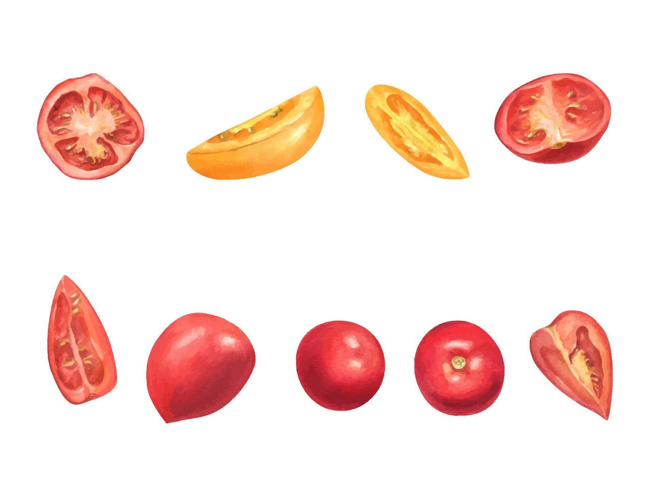 Fresh red and yellow tomatoes watercolor illustration clip art isolated background. Whole, half and slices of garden summer vegetables. For farm to table designs, organic food branding, cookbooks. vector
