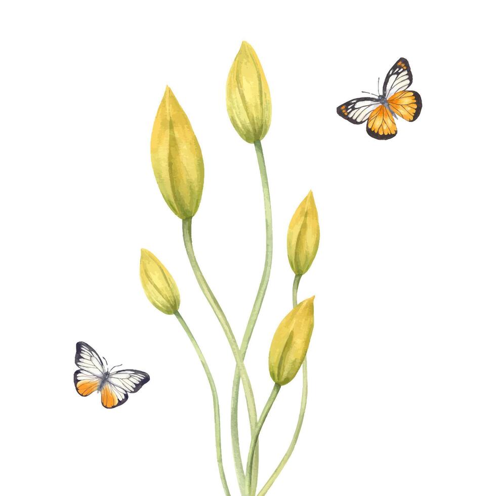 Yellow tulips buds on long stem bouquet and flying white orange black butterflies watercolor illustration isolated background. Hand painted primrose and insects for greeting card, wedding invitation. vector