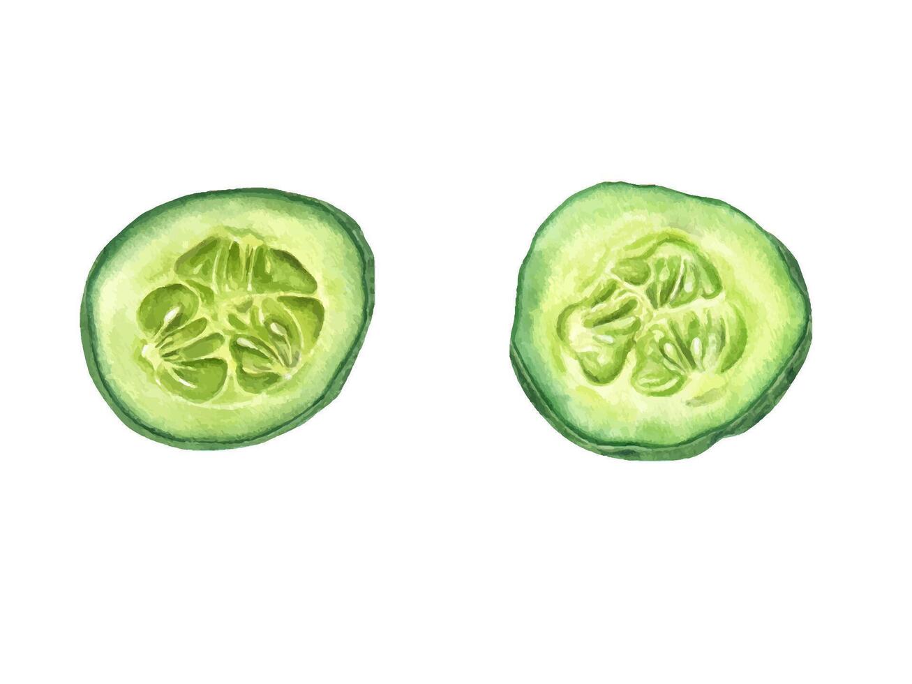 Two fresh circular slices of cucumber watercolor illustration isolated background. Top view. Hand painted vegetable circles set for healthy food designs, detox concepts, and natural lifestyle projects vector