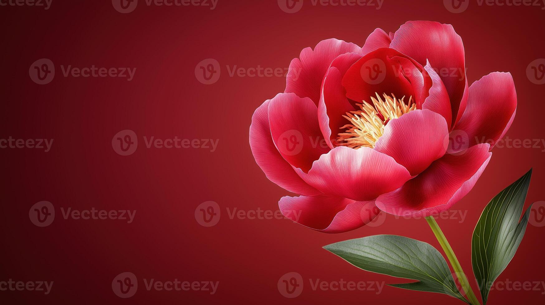 Red peony, showcasing its petals and green leaves on rich red background, copy space photo