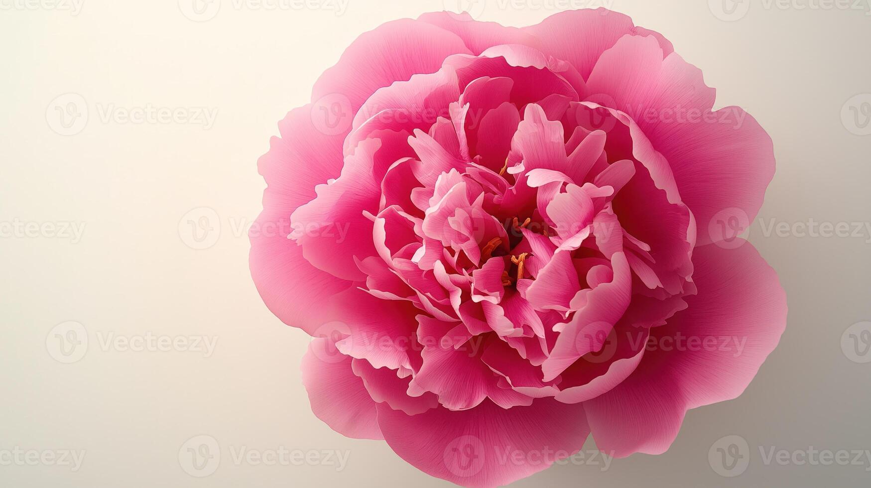 Vibrant pink peony, fully open and captured from above on light gray background photo